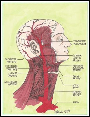 Arteries