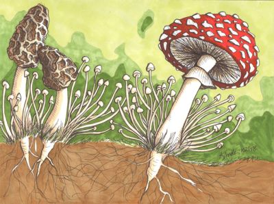 Mushrooms