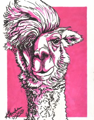 Pink Llama