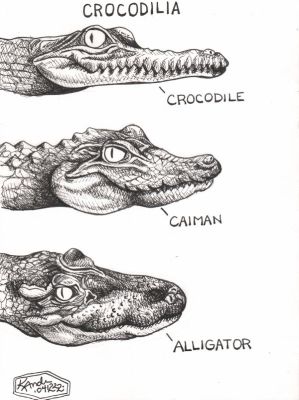 Crocodilia