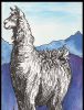 Llama